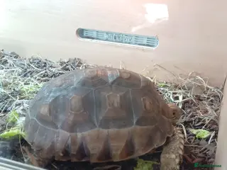 Tortoise reptiles Sulcata - Advert 6