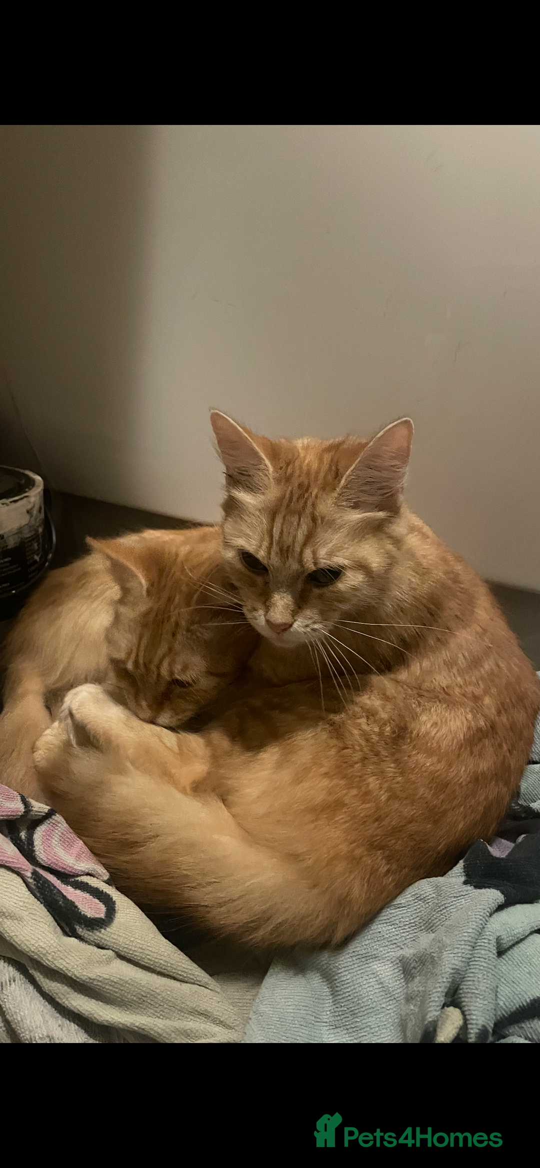 Mixed Breed cats for sale: Sammy and Tammy  - Advert 4