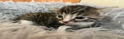 Bengal cats for sale: Beautiful half Bengal kittens - Advert 27