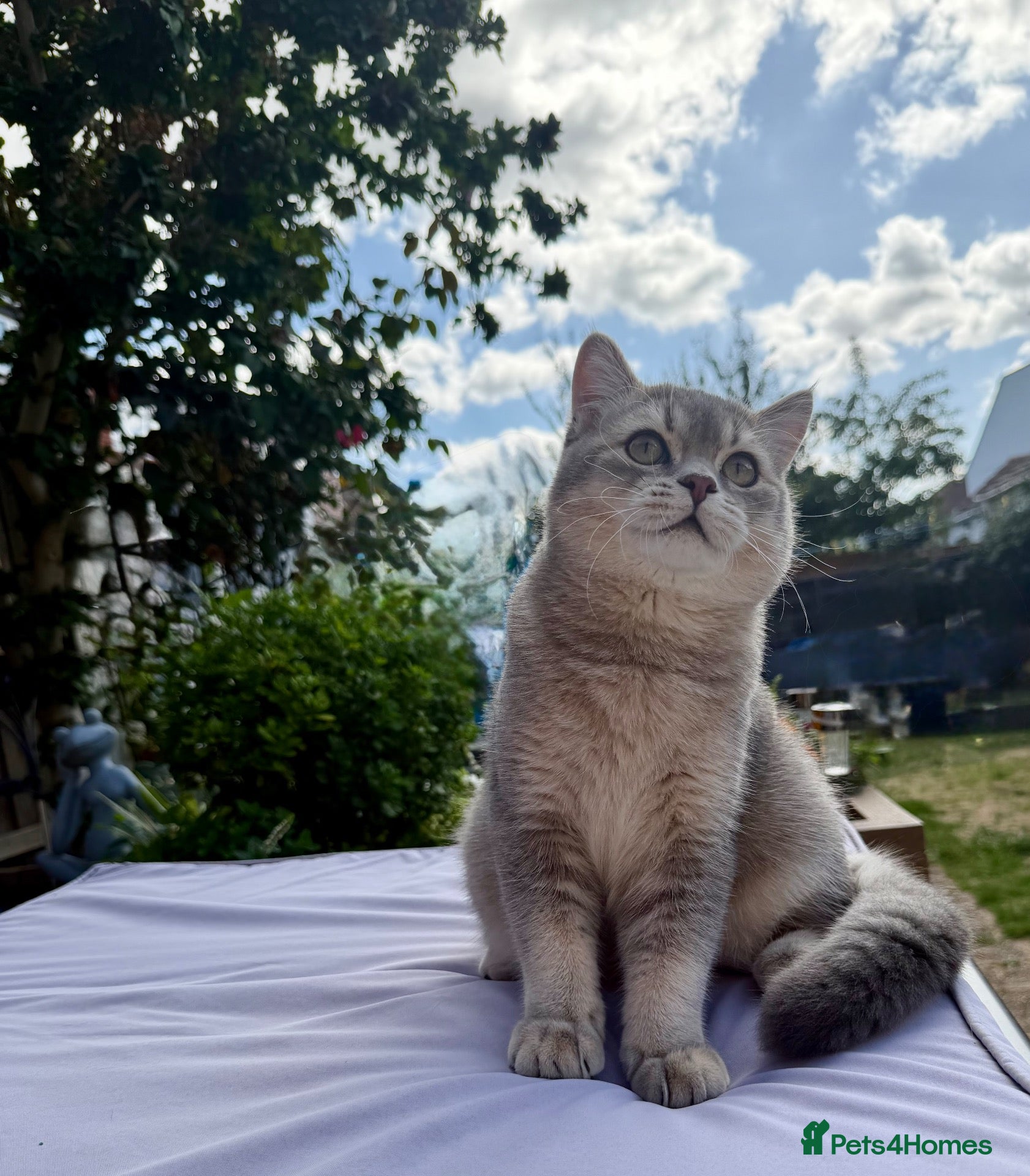 British Shorthair cats GCCF .BSH Golden Blue 🦋Enzo - Advert 2