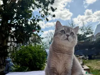 British Shorthair cats GCCF .BSH Golden Blue 🦋Enzo - Advert 2