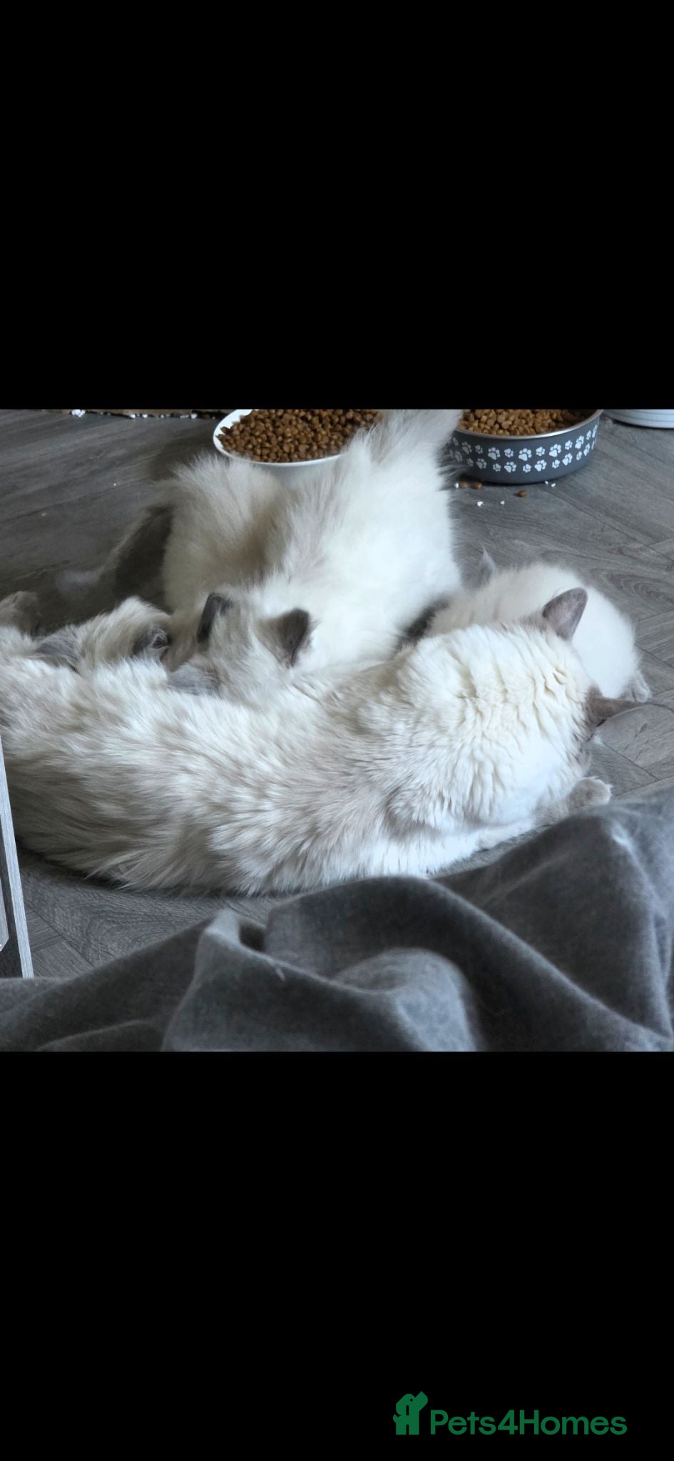 Ragdoll cats 3 Gorgeous ragdoll kittens - Advert 15