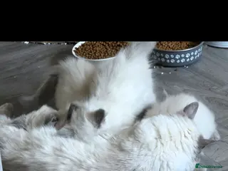 Ragdoll cats 3 Gorgeous ragdoll kittens - Advert 15