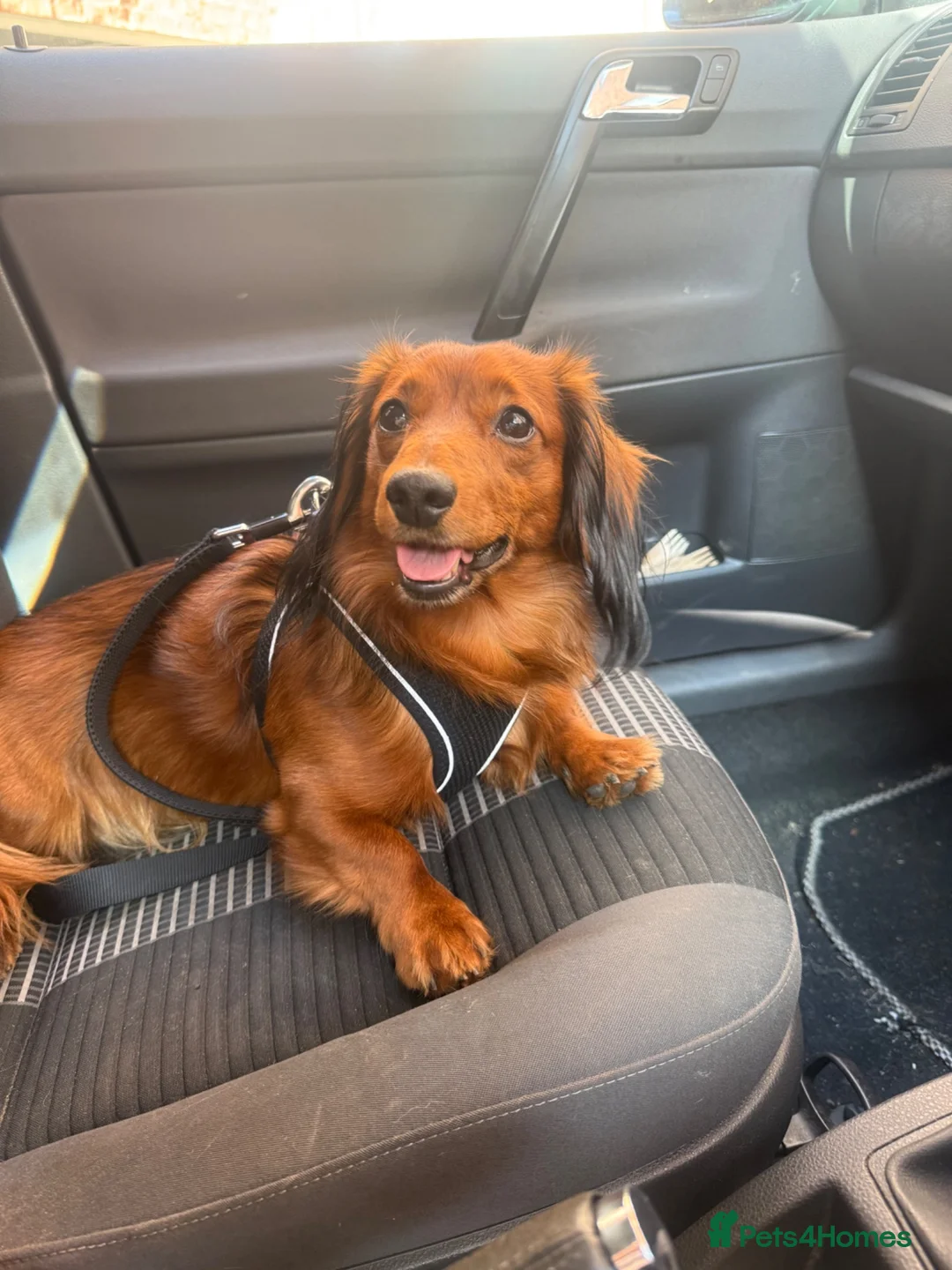 Dachshund dogs for stud: Long haired dashaund  - Advert 4