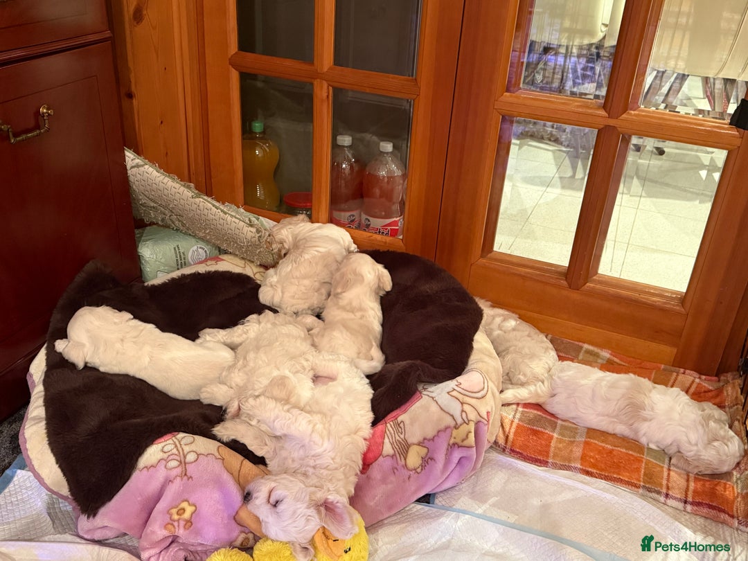 Bichon Frise dogs for sale: Bichons for sale - Image 3