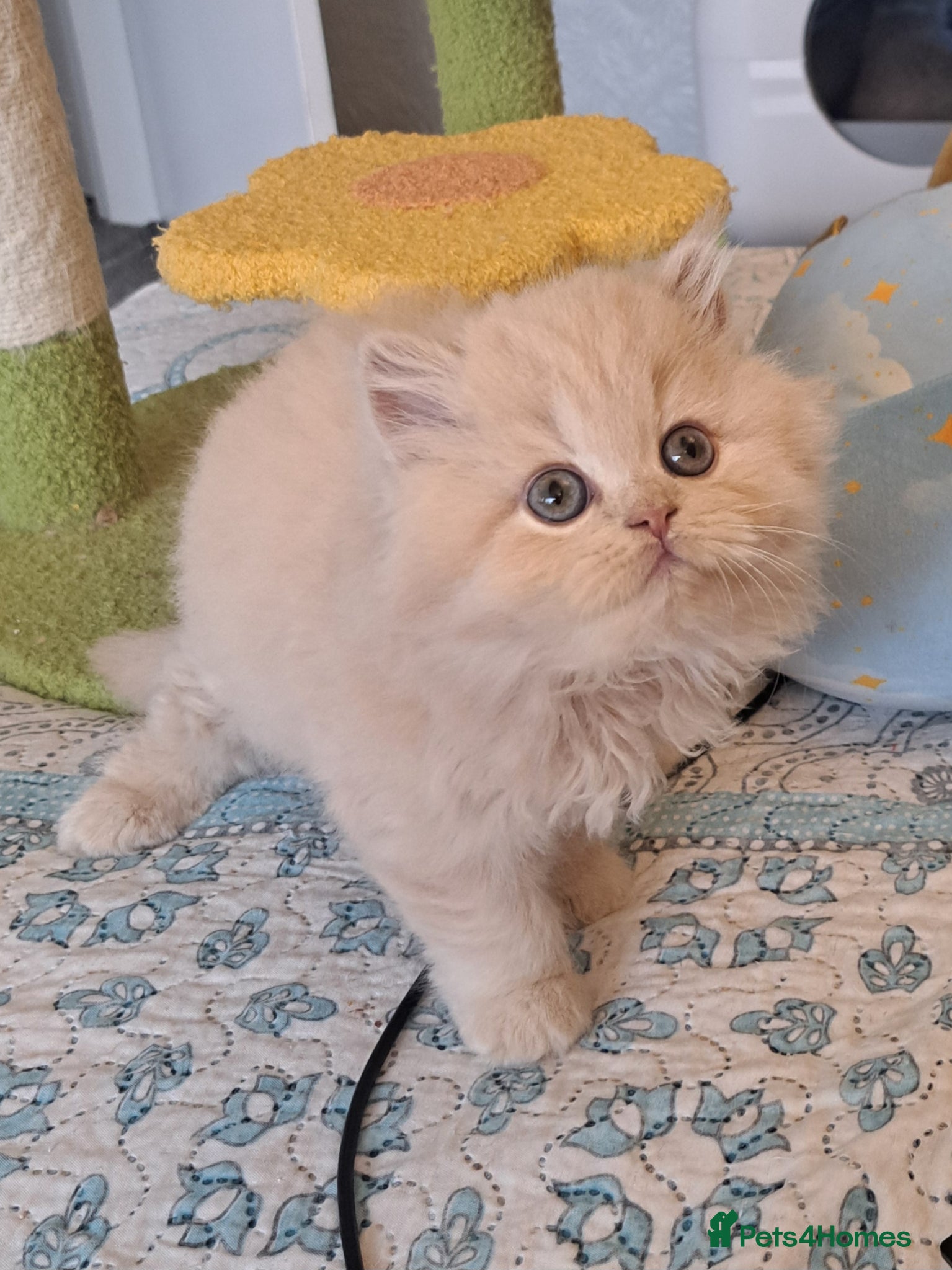 British Longhair cats for sale: Top Quality purebred BLH Kittend - Advert 16