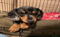 Miniature Dachshund dogs for sale: Rehoming - Mini dachshund (3) & French Bulldog (8) - Image 19