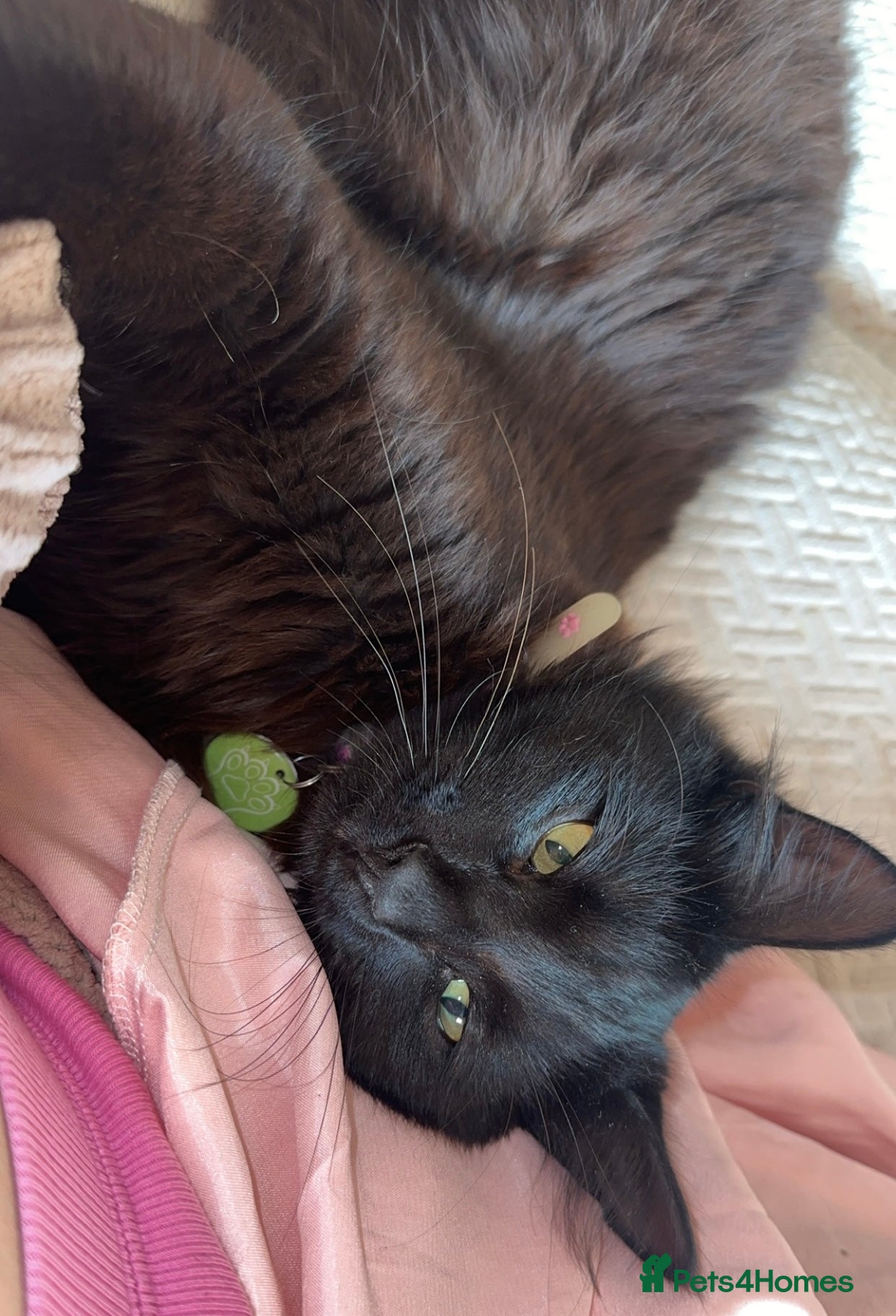 Mixed Breed cats Young fluffy female  - Advert 3