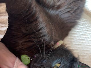 Mixed Breed cats Young fluffy female - Advert 3