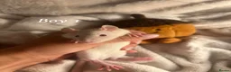 Rat rodents for sale: Baby rats  - Advert 7