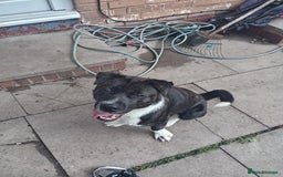 Mixed Breed dogs for sale: 'zeus' for rehoming  - Image 1