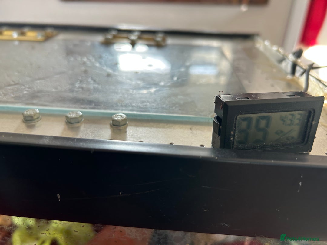 Mixed Breed reptiles for sale: African Land Snails  - Advert 5