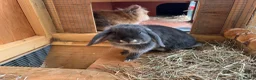 Lionhead rabbits for sale: Lionhead Male and Dwarf Lop Female  in Shrewsbury - Advert 4