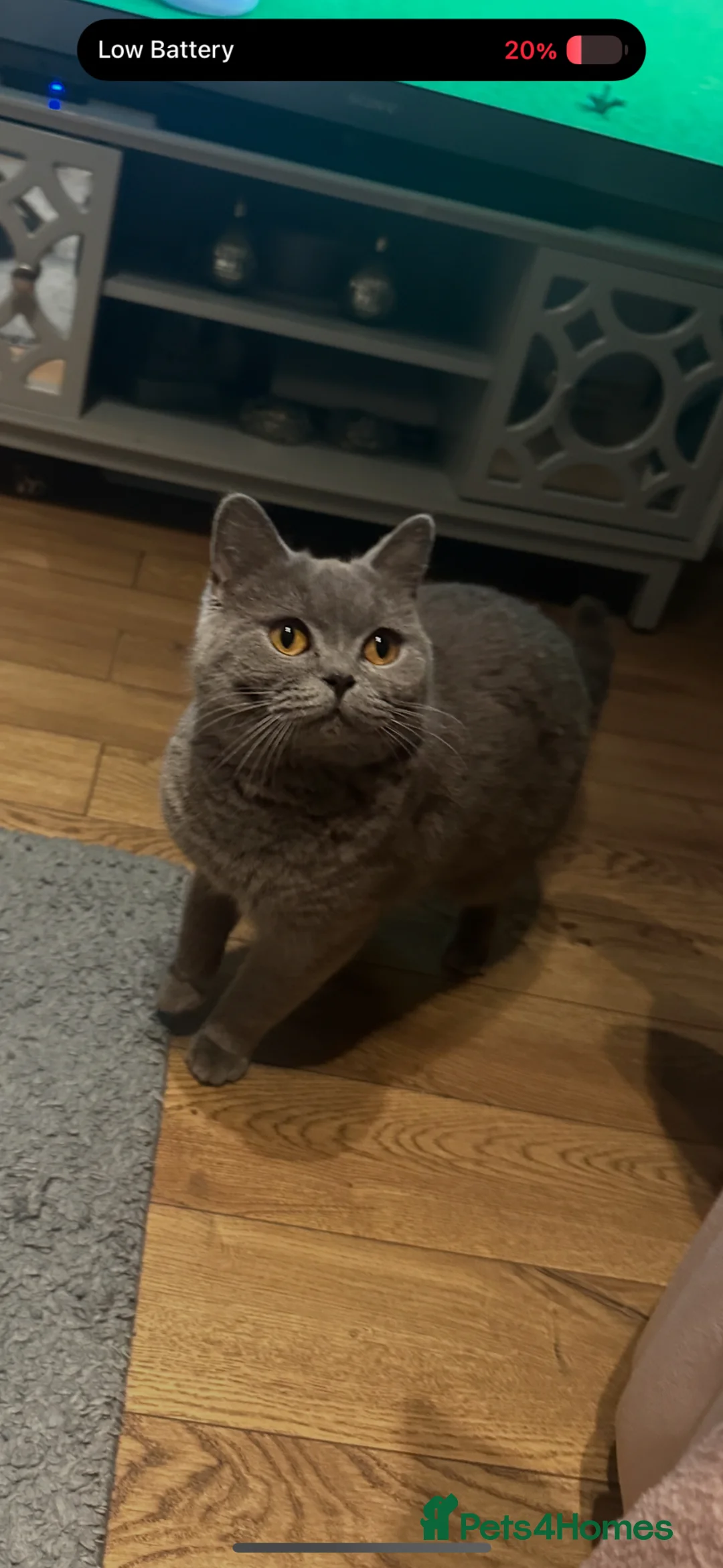 British Shorthair cats for sale: Gorgeous British shorthair cat in Manchester - Advert 1