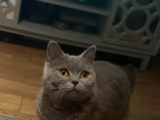 British Shorthair cats Gorgeous British shorthair cat - Advert 1