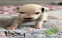 Dalmatian dogs for sale: Stunning KC Reg Dalmatian puppies  in Bristol - Image 27