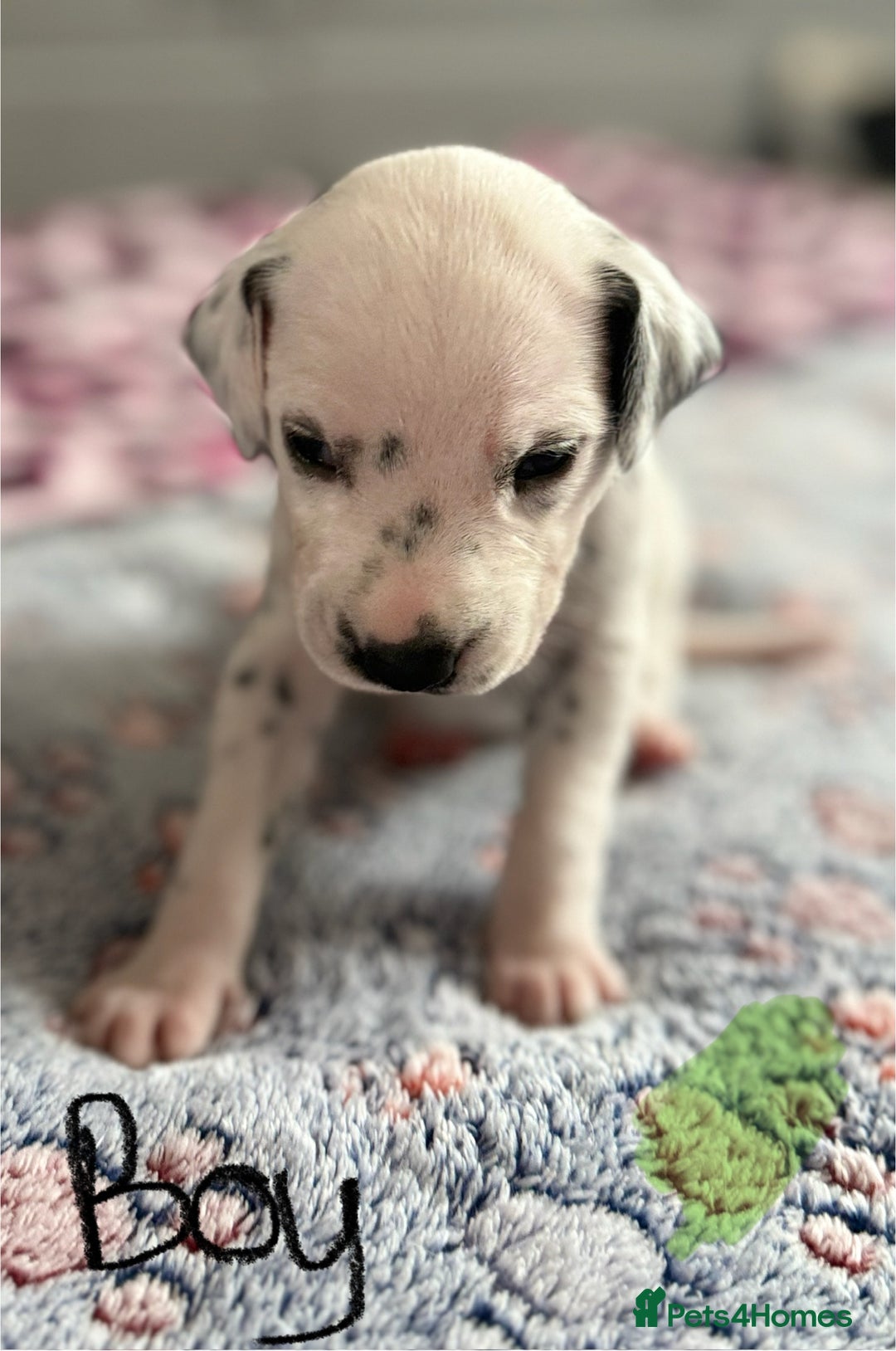 Dalmatian dogs for sale: Stunning KC Reg Dalmatian puppies  in Bristol - Image 27