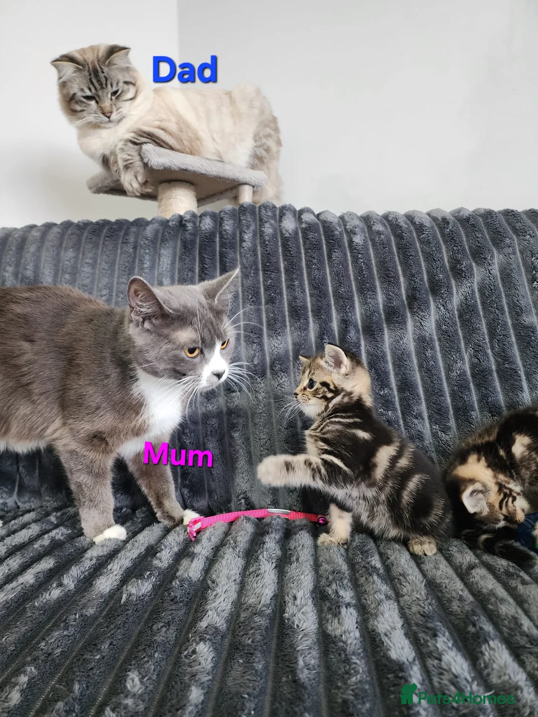 Ragdoll cats for sale:  Gorgeous ragdoll Kittens for Sale  - Advert 3