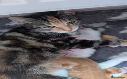 British Shorthair cats for sale: Two ginger boys please read description  - Image 9