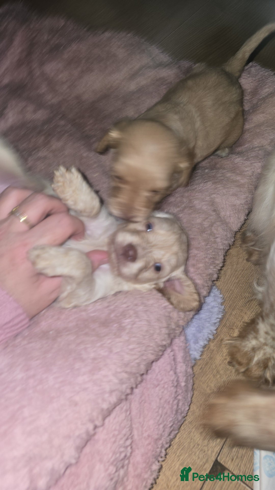 Cockapoo dogs for sale: Beautiful cockerpoos  - Image 10