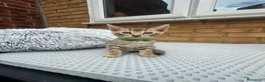 Bengal 1