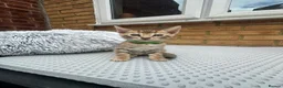 Bengal cats for sale: Bengal kittens  - Advert 11