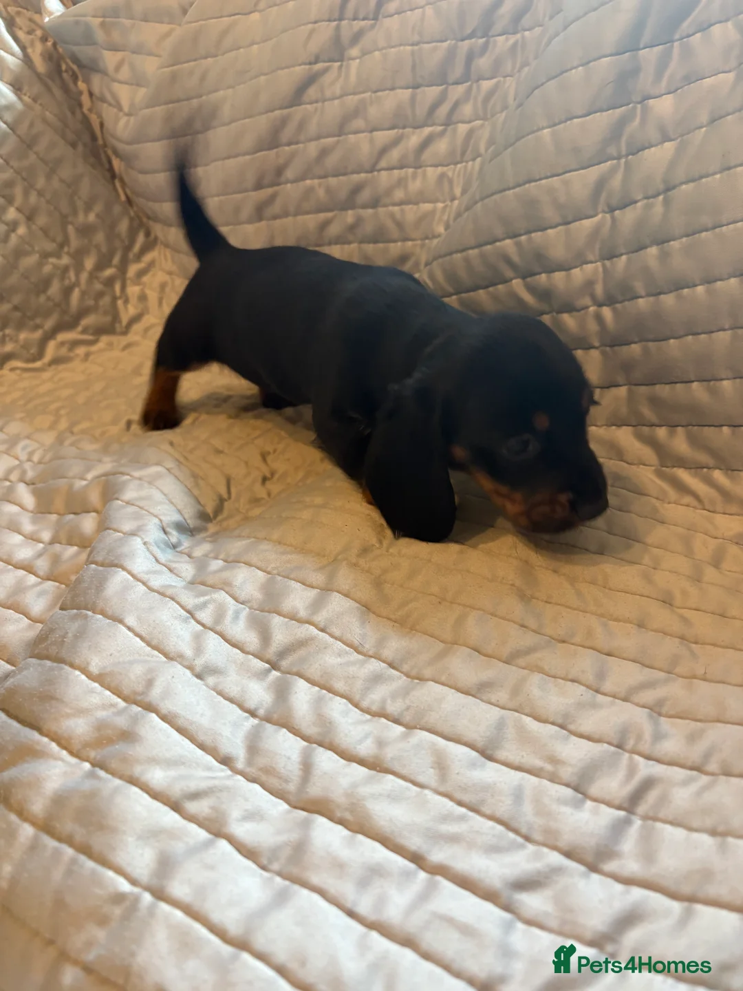 Dachshund dogs for sale: Standard Dachshund puppies for sale  - Advert 18