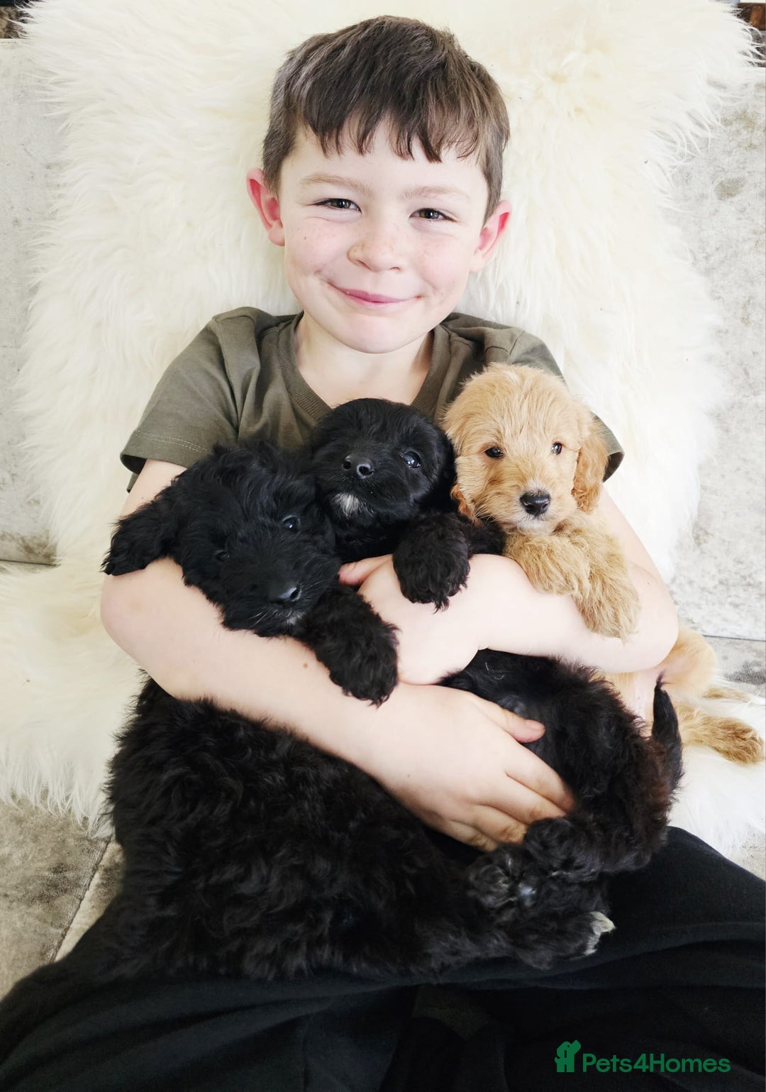 Cockapoo dogs for sale: F1B COCKAPOO 3 puppies 2 boys 1 girl available  - Advert 10