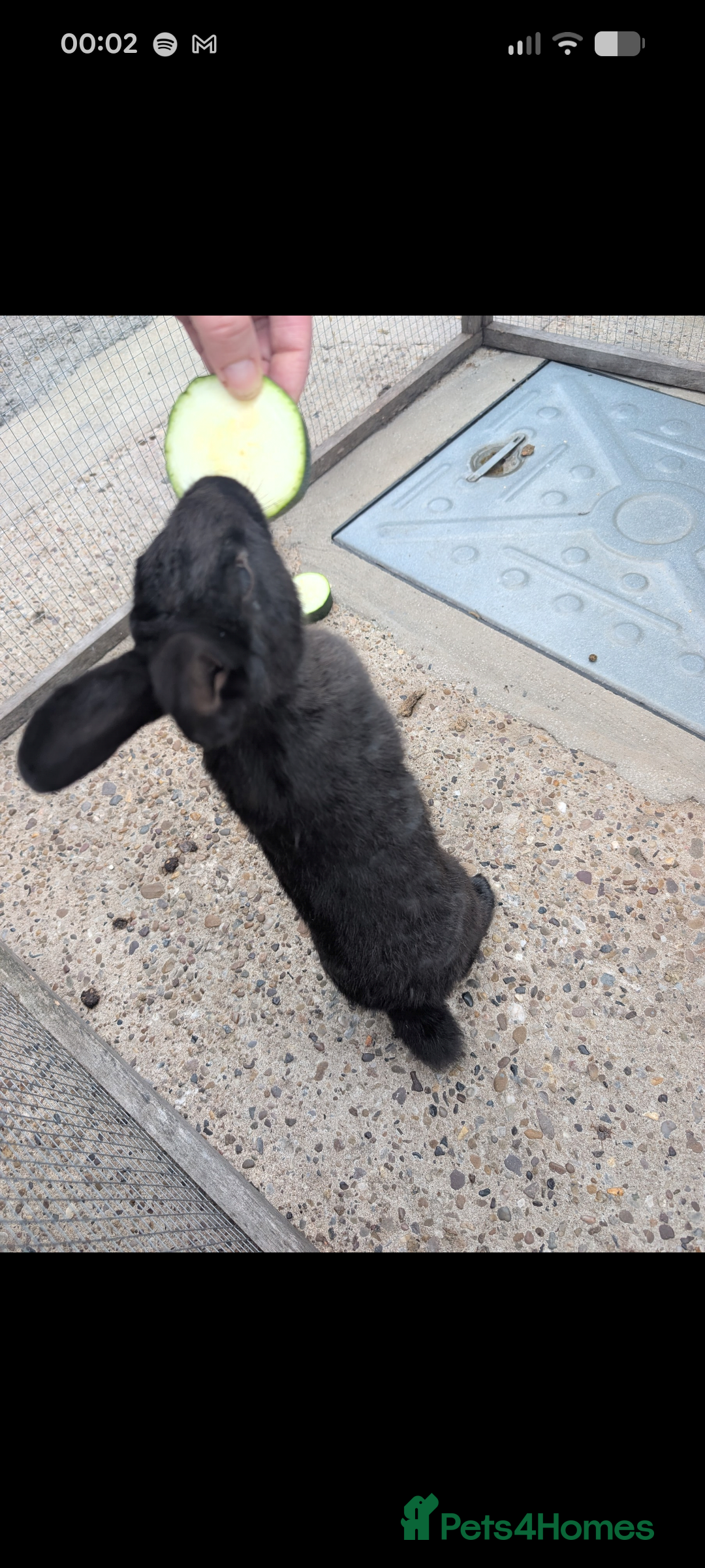 Mixed Breed rabbits for sale: Breeding pair of rabbits  - Advert 3