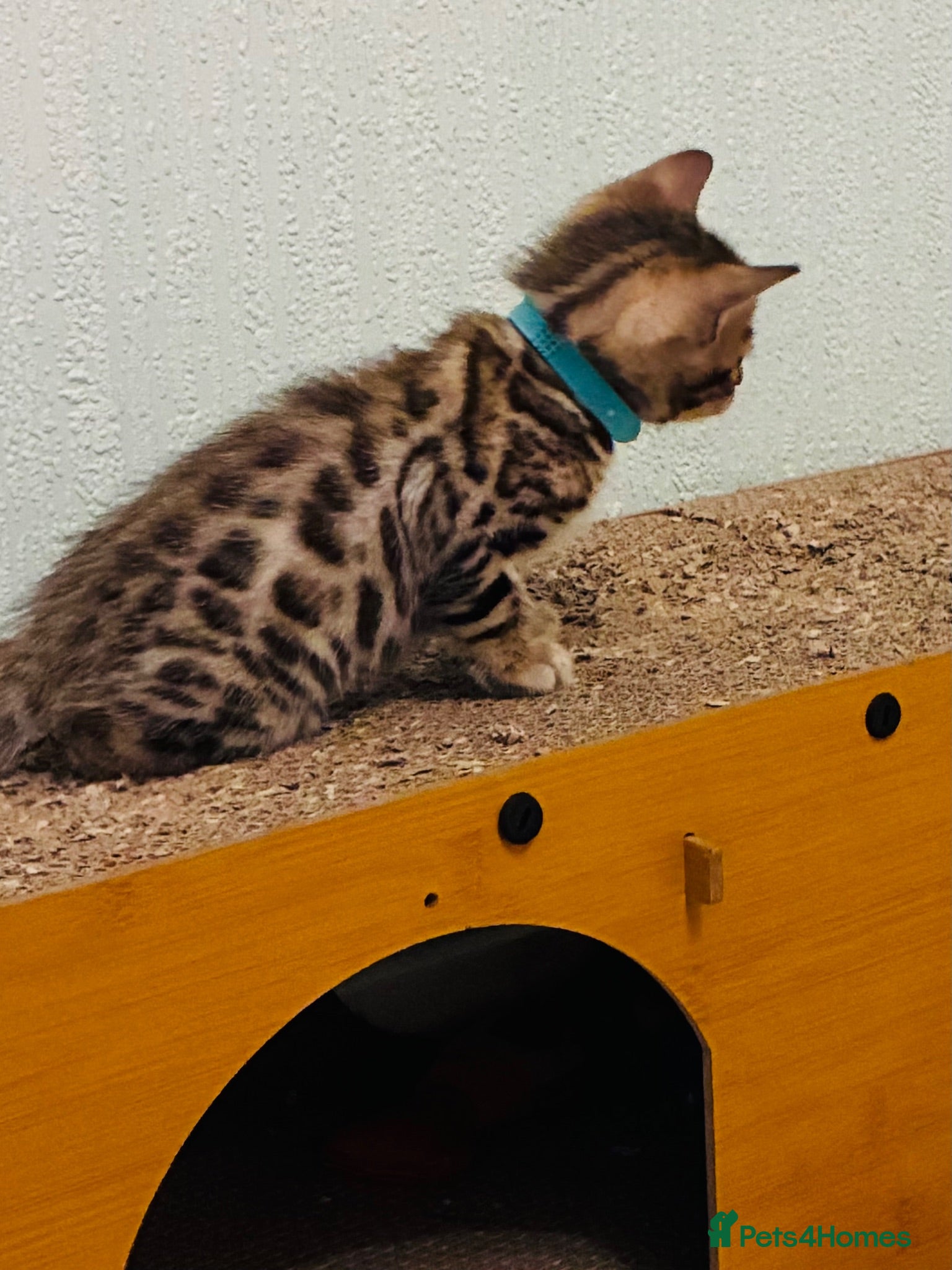 Bengal cats FINAL 2  ! Beautiful Bengal Kittens - Advert 2