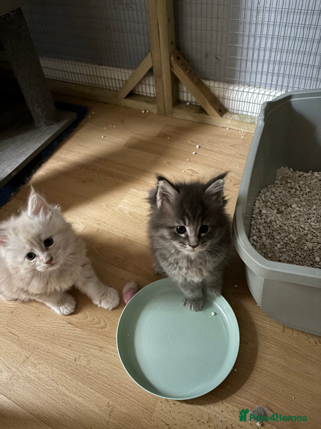 Maine Coon cats for sale: Maine coon kittens - Image 7