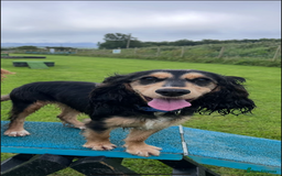 Cockapoo dogs for sale: F1B female cockapoo - nearly 1 year old - Image 2