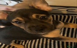 Mixed Breed dogs for sale: French bulldog cross jack russell pups for sale. - Image 9