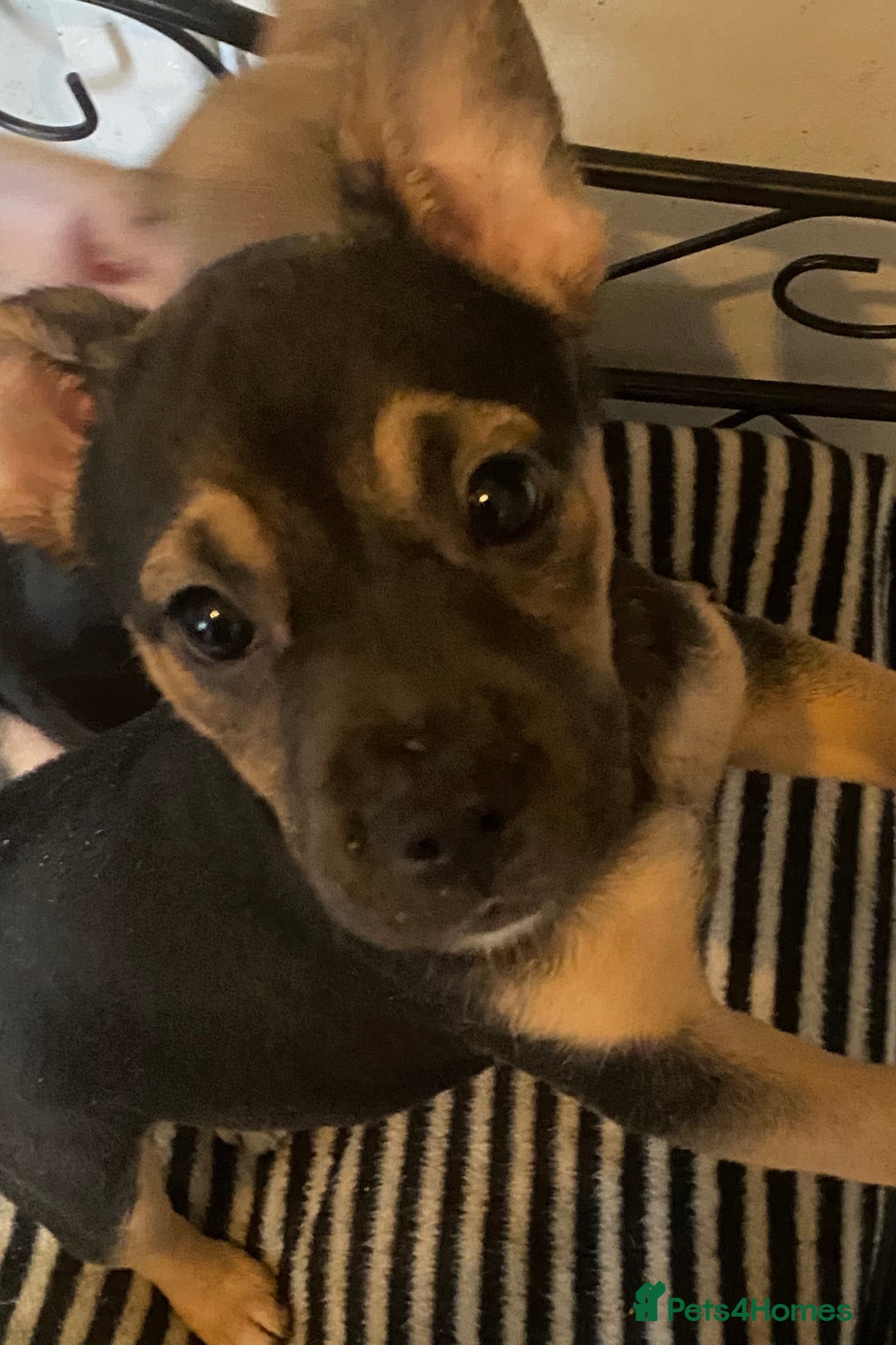 Mixed Breed dogs for sale: French bulldog cross jack russell pups for sale. - Image 9