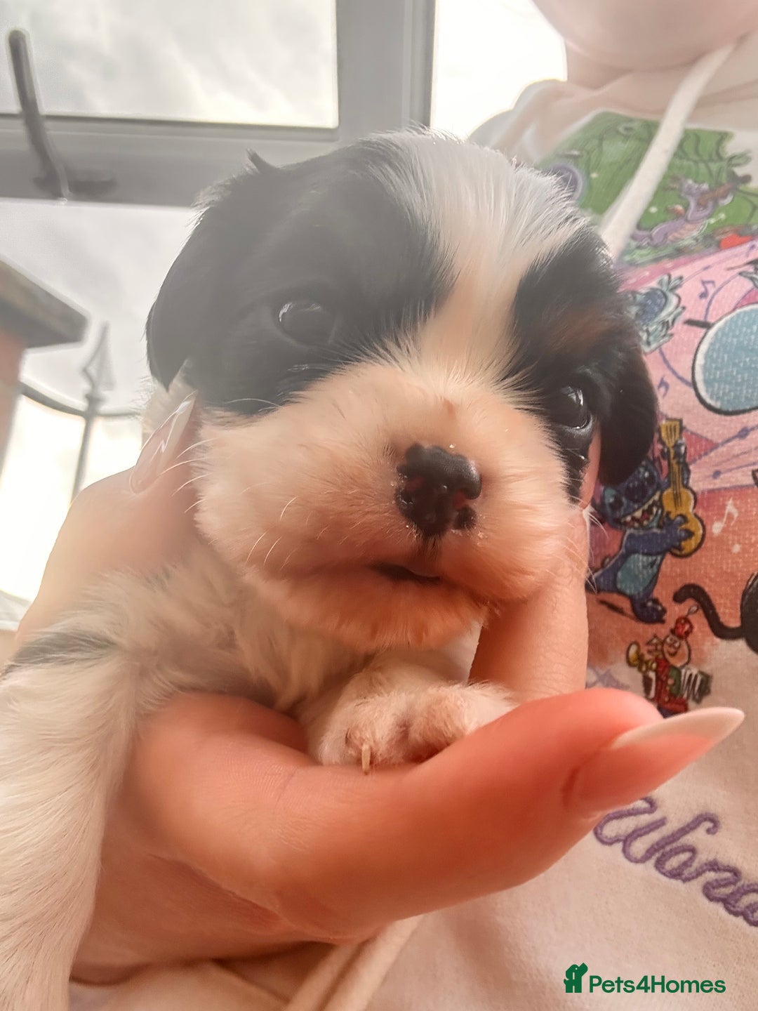 Cavalier King Charles Spaniel dogs for sale: Cavalier King Charles puppy’s  - Advert 32