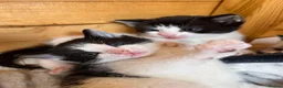 Mixed Breed cats for sale: Kittens ready for collection ASAP - Advert 7