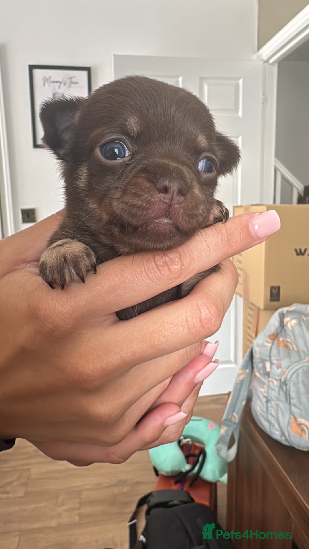 Chihuahua dogs for sale: Beautiful chihuahua pups - Image 2