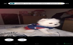 Pomeranian dogs for sale: Pomeranian  - Image 1
