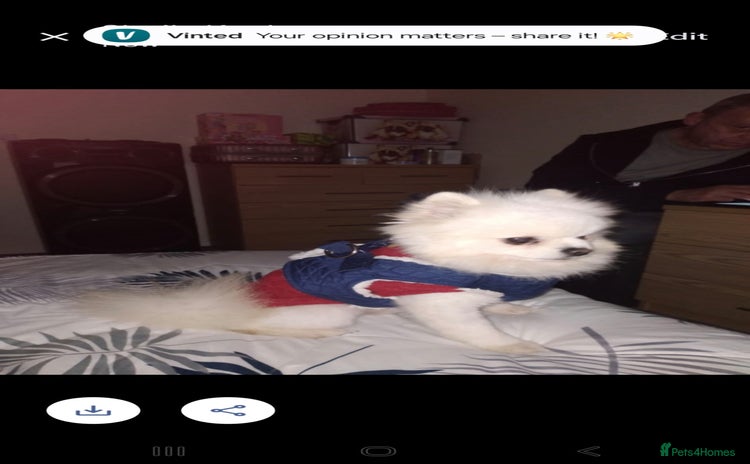 Pomeranian dogs - Advert 1