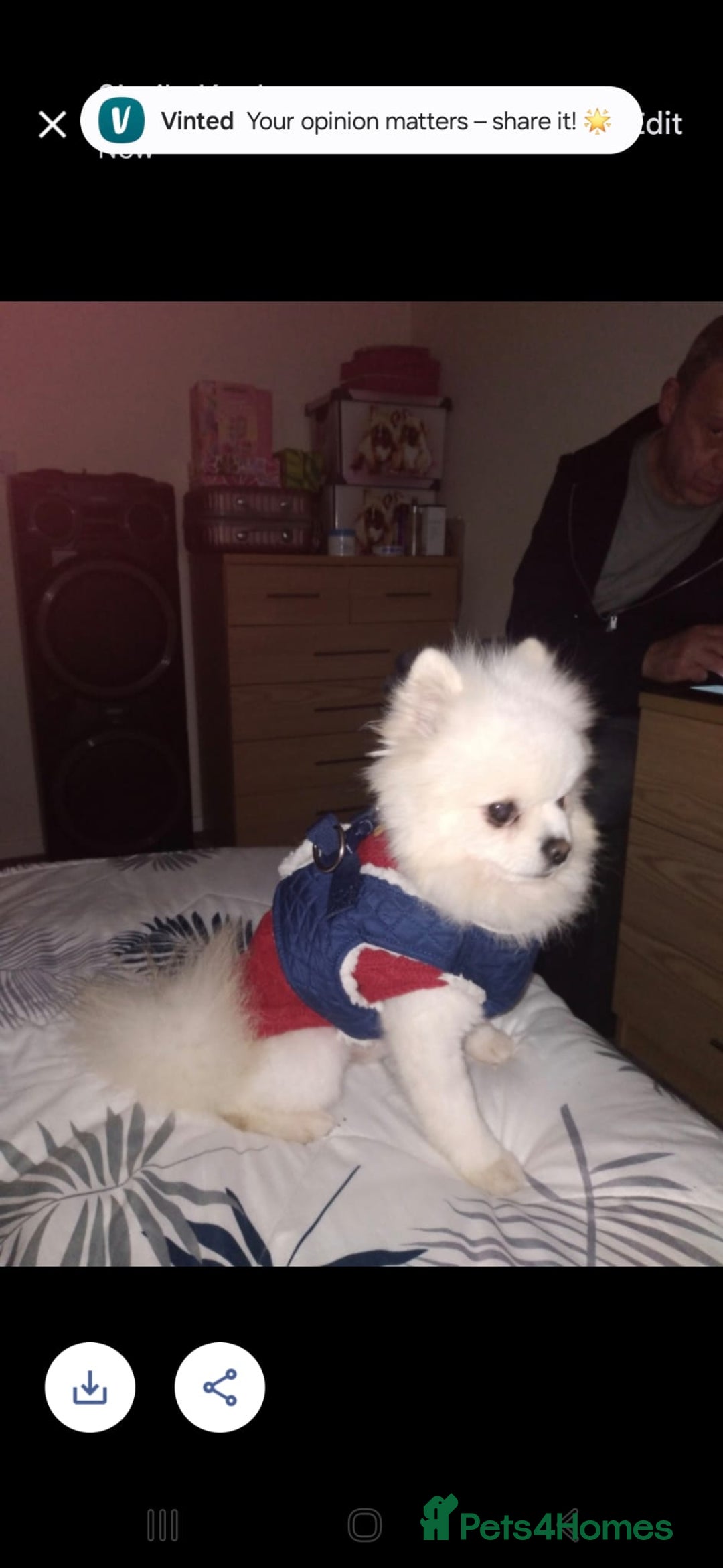 Pomeranian dogs for sale: Pomeranian  - Image 1