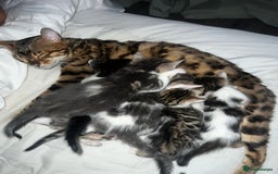 Bengal cats for sale: RUSSIAN BLUE BENGLES - Image 23