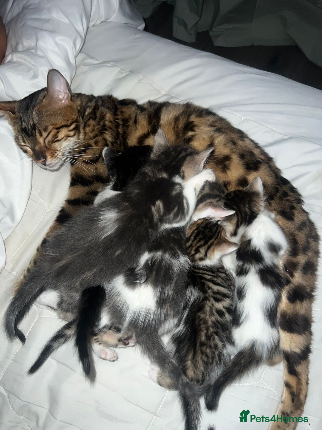 Bengal cats for sale: RUSSIAN BLUE BENGLES - Image 23