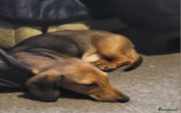 Dachshund dogs for sale: 11 month old male miniature Dachshund for sale - Image 2