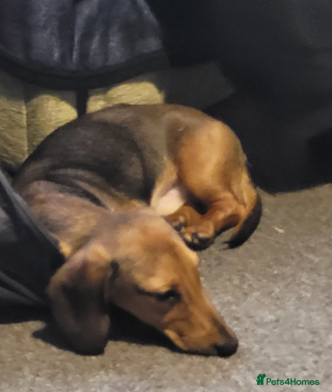 Dachshund dogs for sale: 11 month old male miniature Dachshund for sale - Image 2