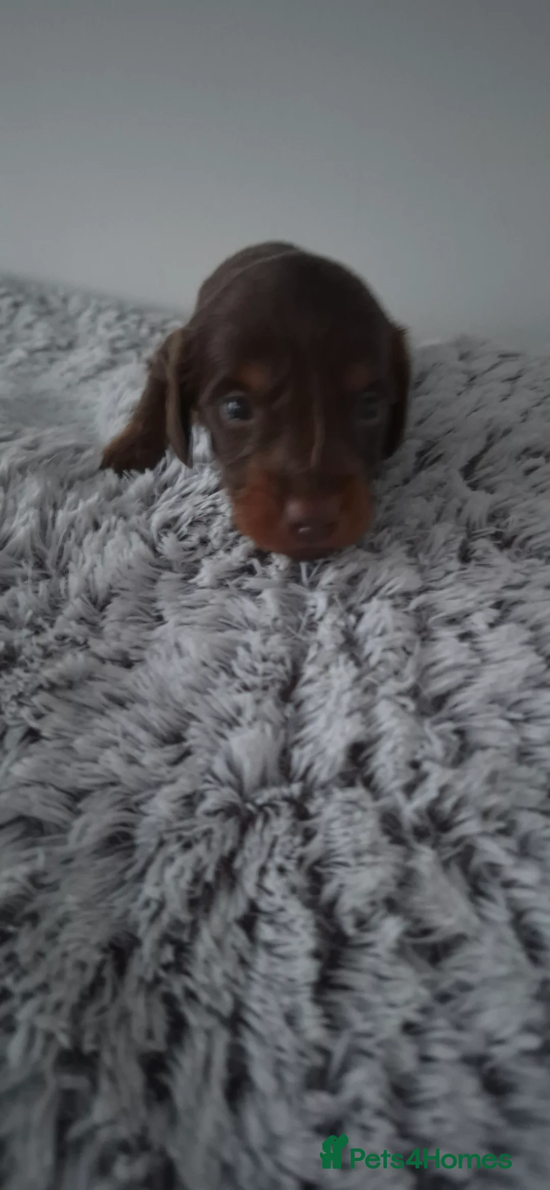 Dachshund dogs for sale: Miniature dachshunds long hair boys puppies - Advert 6