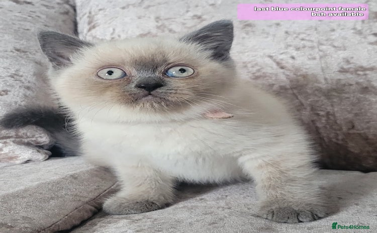 British Shorthair cats in Swansea - Advert 9
