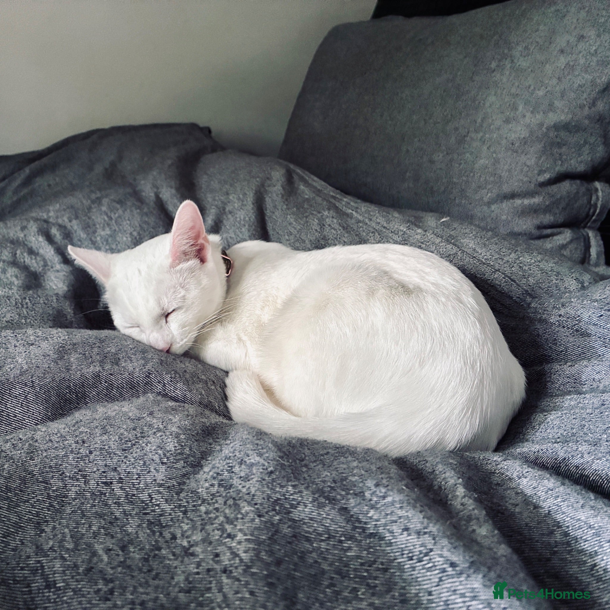 Mixed Breed cats Our Home to Yours – Snow’s Beautiful Second Litter - Advert 2