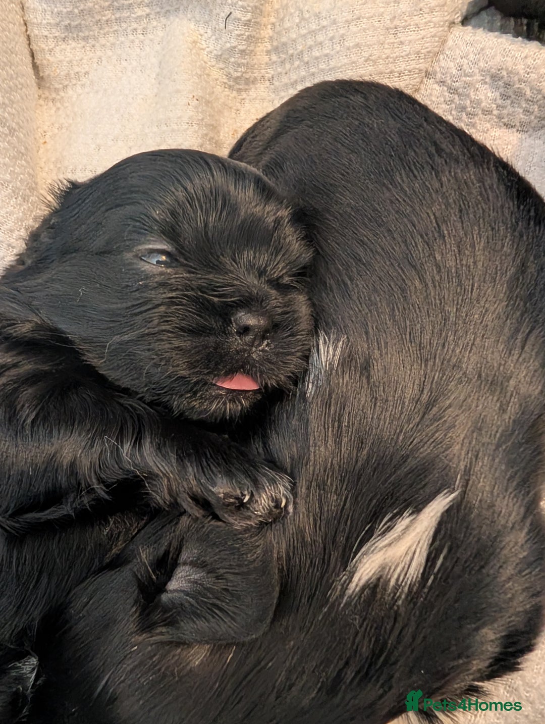 Mixed Breed dogs for sale: Beautiful Shi Tzu Puppies for sale.  - Advert 3