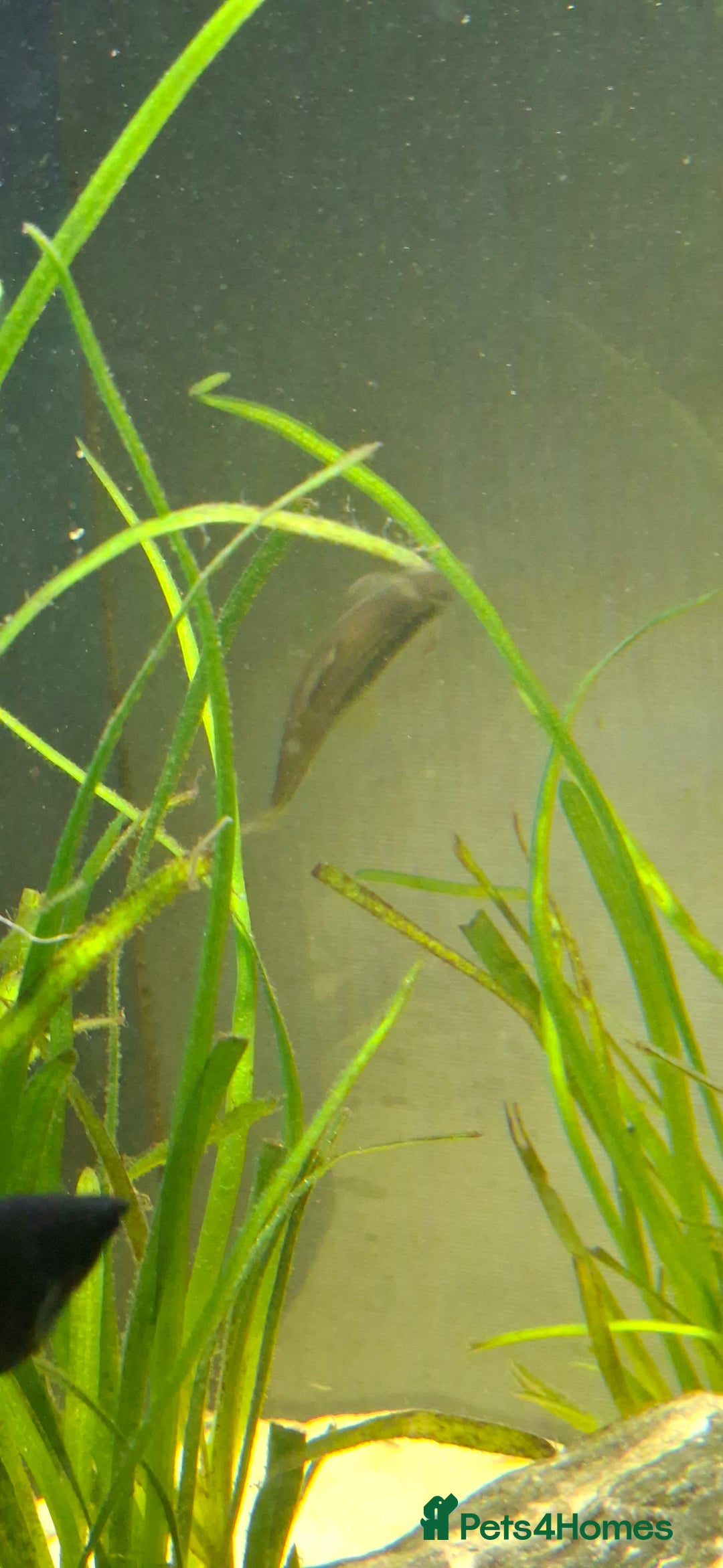 Catfish fish for sale: Catfish  - Advert 17