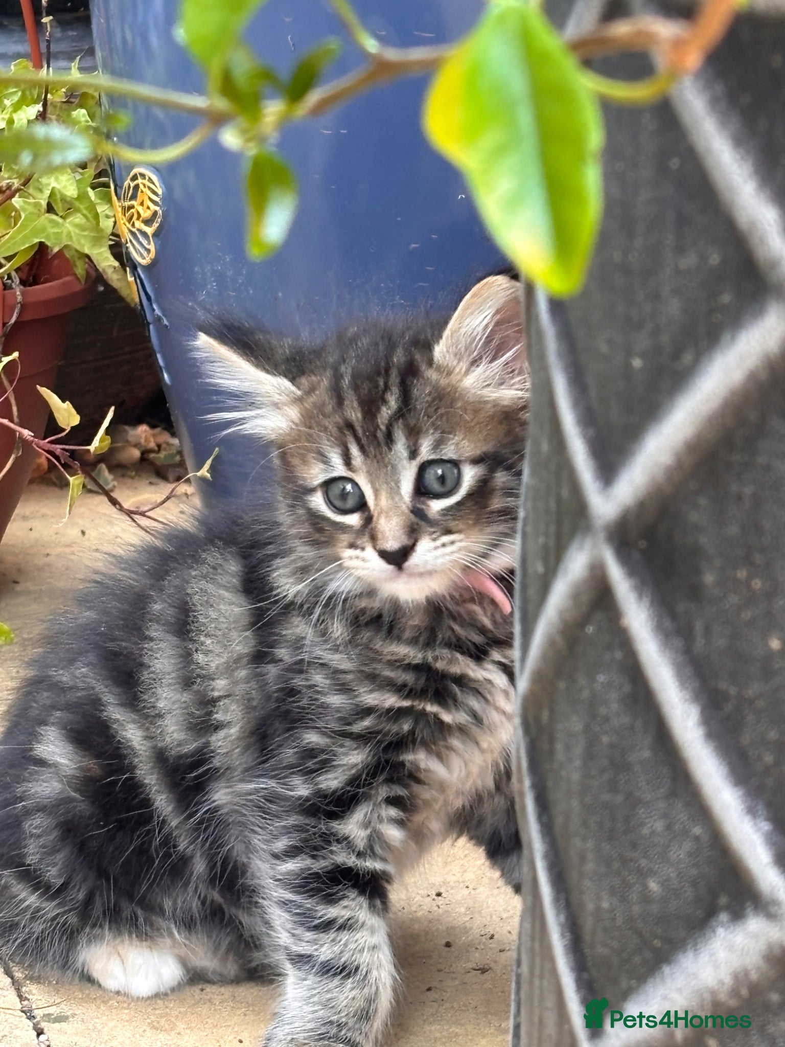 Mixed Breed cats Only 3 LEFT- 6 beautiful kittens.  - Advert 2